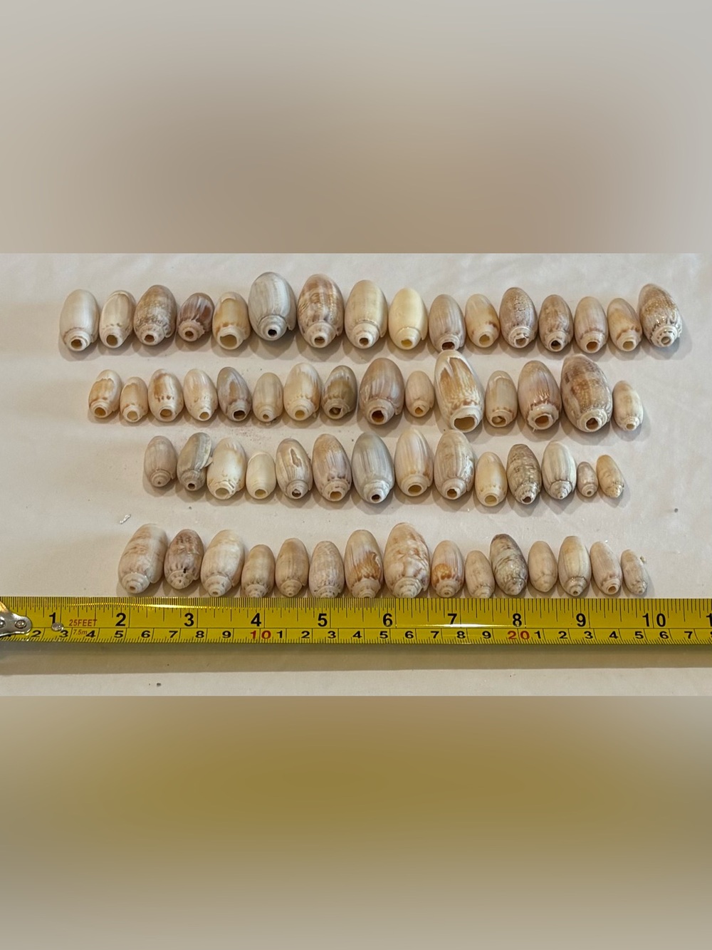 78 FLORIDA SEASHELLS ASSORTED OLIVE TYPES BONITA SPRINGS  SANIBEL BEACHES LOT 78